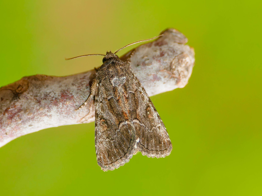 Thalpophila matura - fakó erdeibagoly