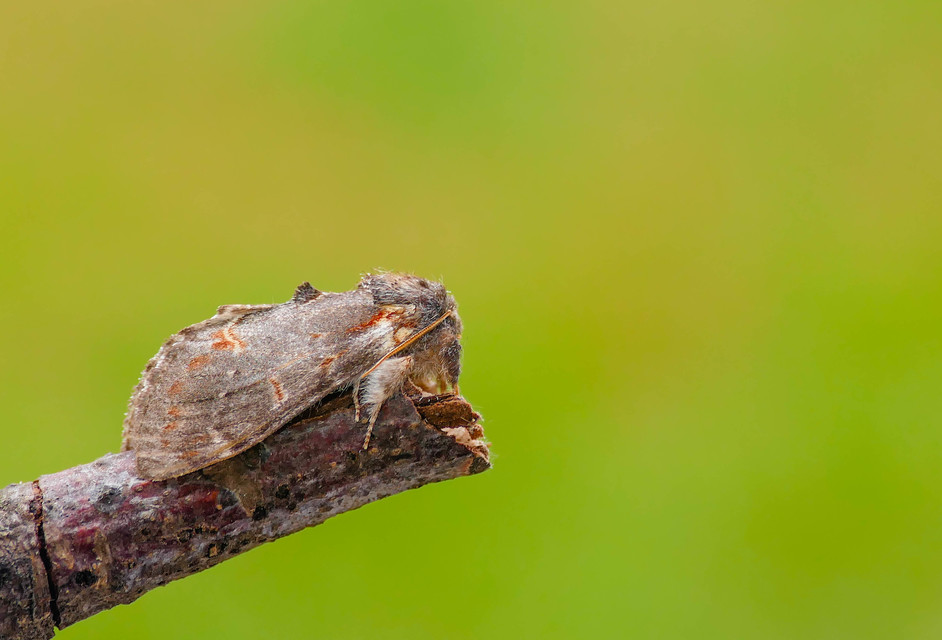 Notodonta dromedarius - tevehátú púposszövő