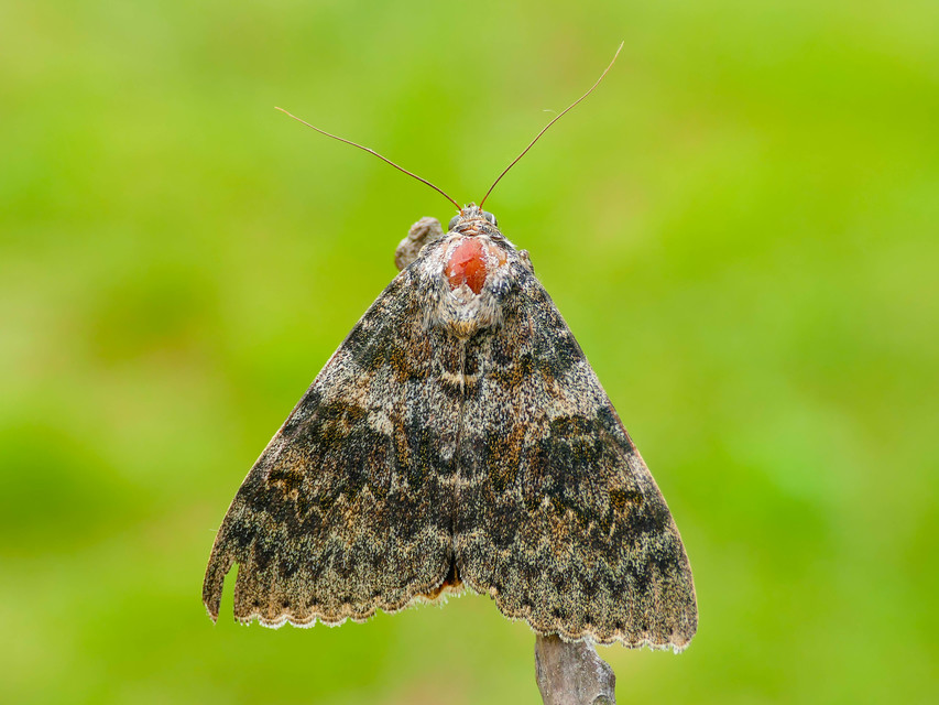 Catocala elocata - közönséges övesbagoly