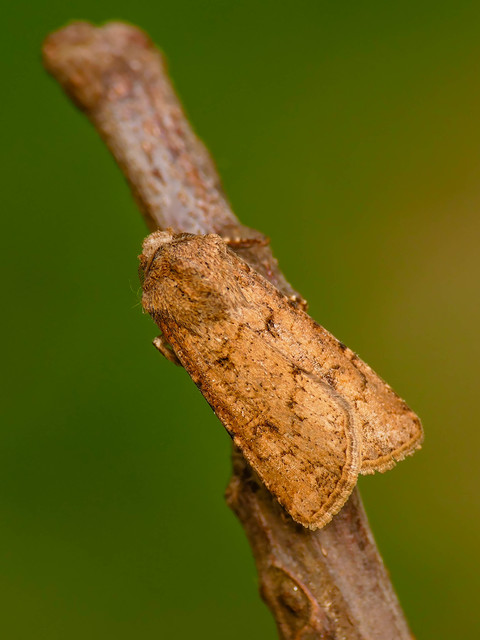 Agrotis segetum - vetési földibagoly