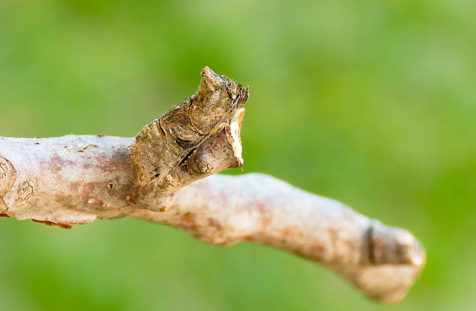 Abrostola tripartita - szürkeövű csalánbagoly