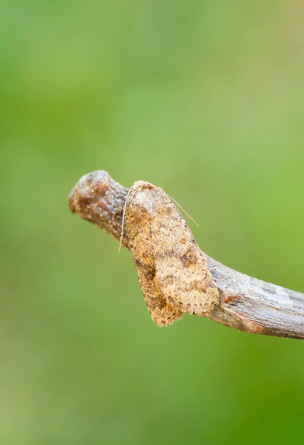 Paradrina clavipalpis - közönséges selymesbagoly
