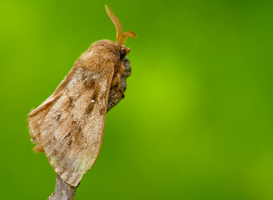 Dendrolimus pini - fenyőpohók