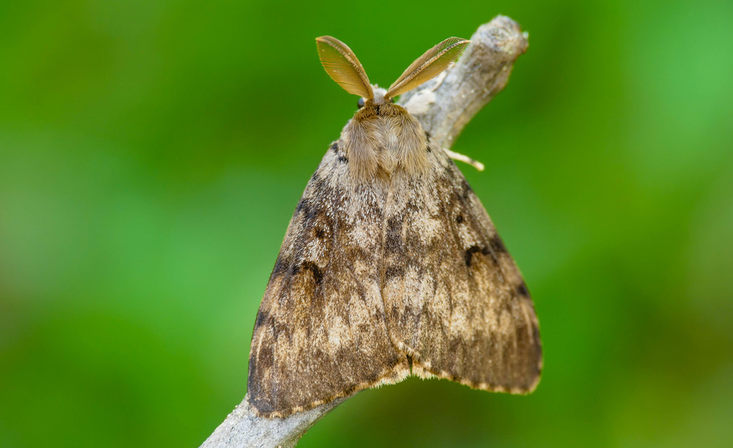 Lymantria dispar - gyapjaslepke