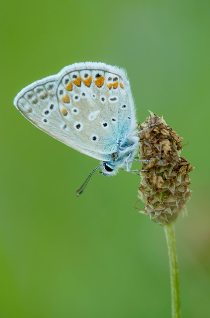 Polyommatus icarus - közönséges boglárka