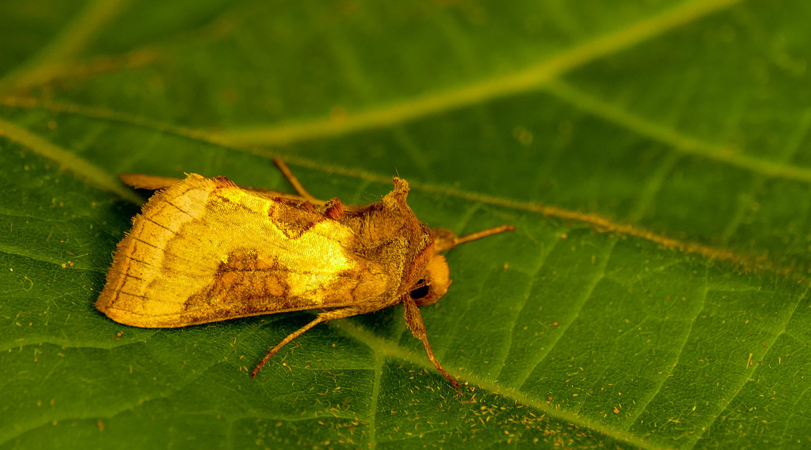 Diachrysia stenochrysis - rejtőző aranybagoly