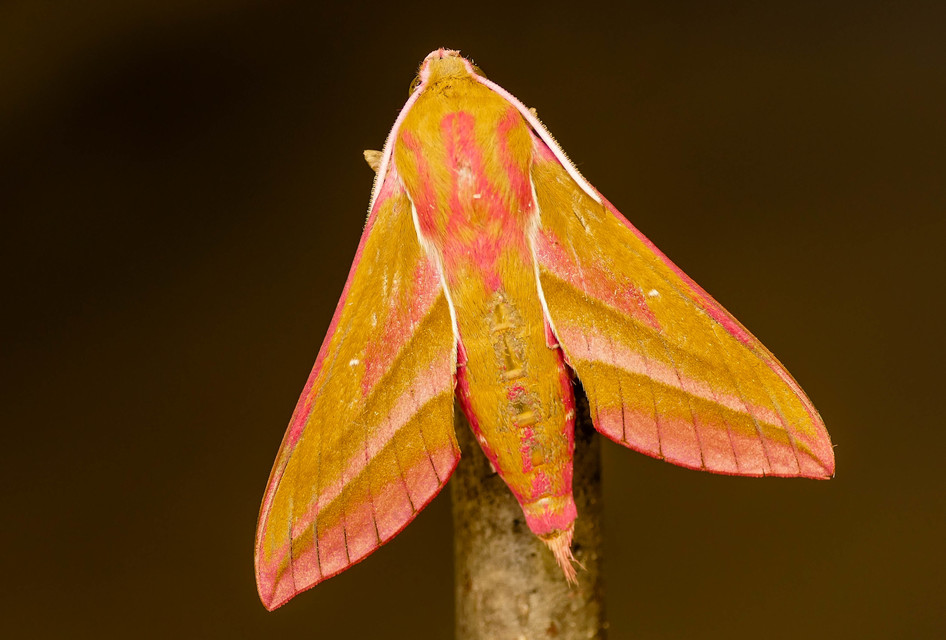 Deilephila elpenor - szőlőszender