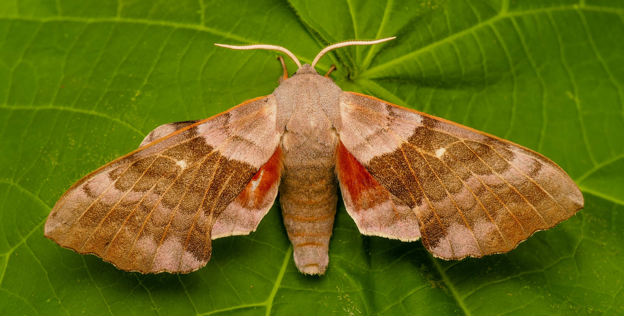 Laothoe populi - nyárfaszender