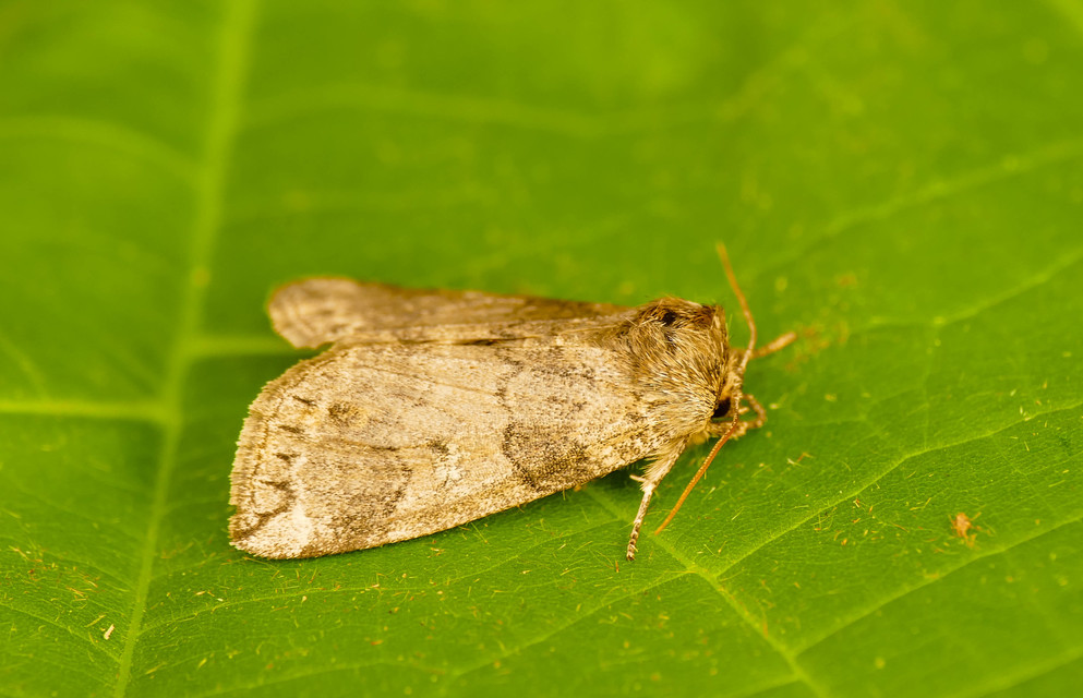 Tethea or - bélyeges pihésszövő