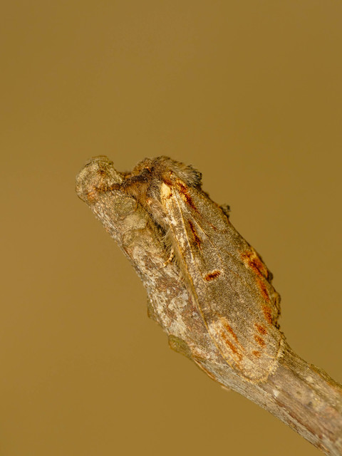 Notodonta dromedarius - tevehátú púposszövő