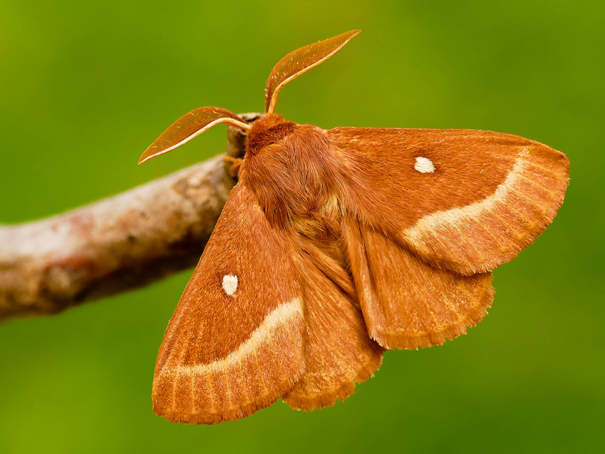 Lasiocampa trifolii - lóhereszövő