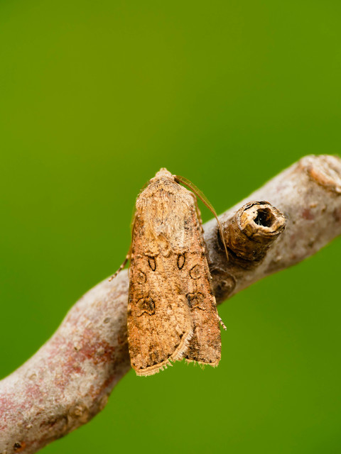 Agrotis segetum - vetési földibagoly