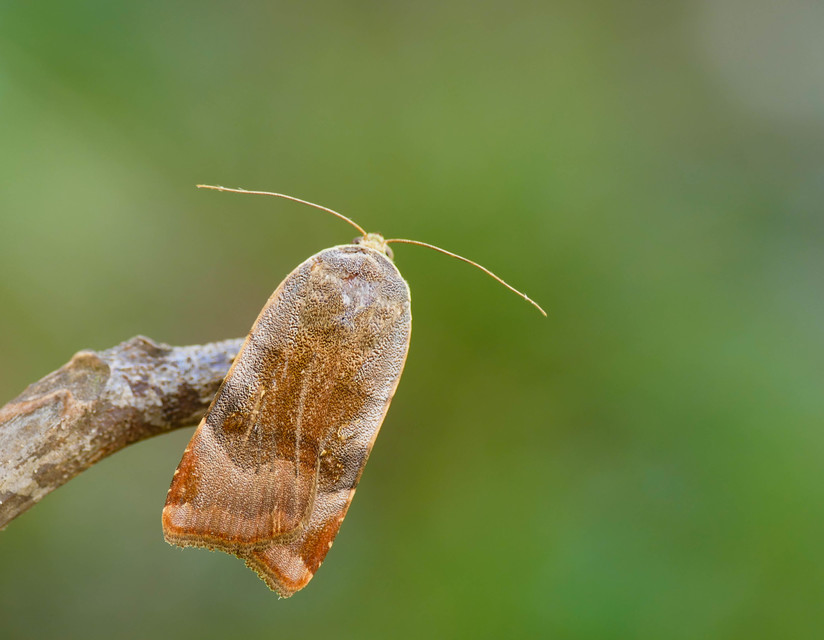 Noctua janthe/janthina