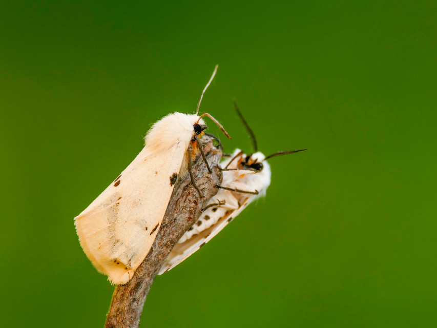 Spilarctia lutea - sárgás medvelepke