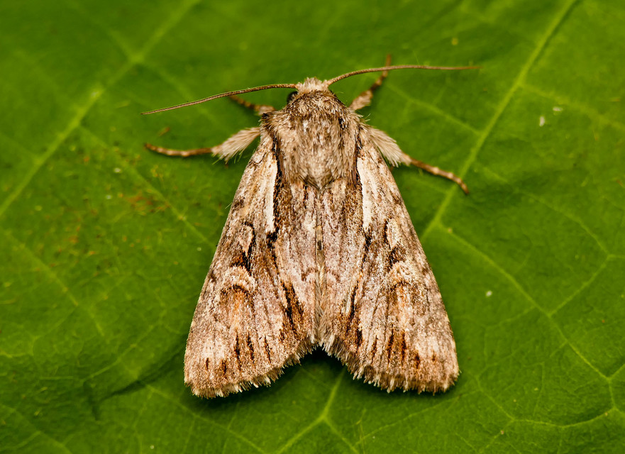 Chloantha hyperici - orbáncfű-sugarasbagoly
