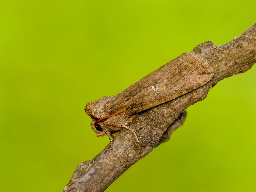 Tethea or - bélyeges pihésszövő