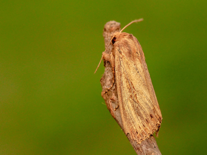Nonagria typhae - gyékényevő nádibagoly
