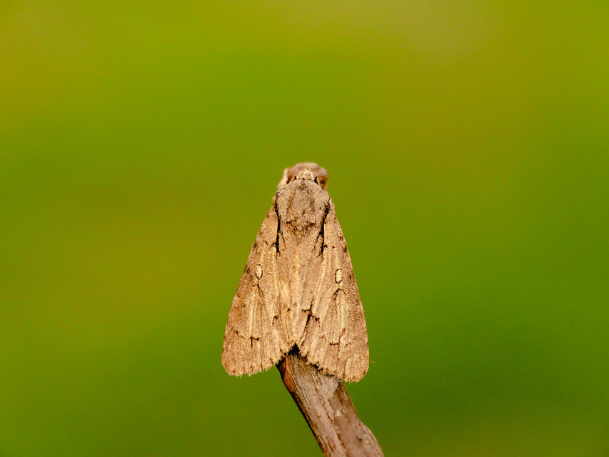Acronicta cuspis/tridens/psi