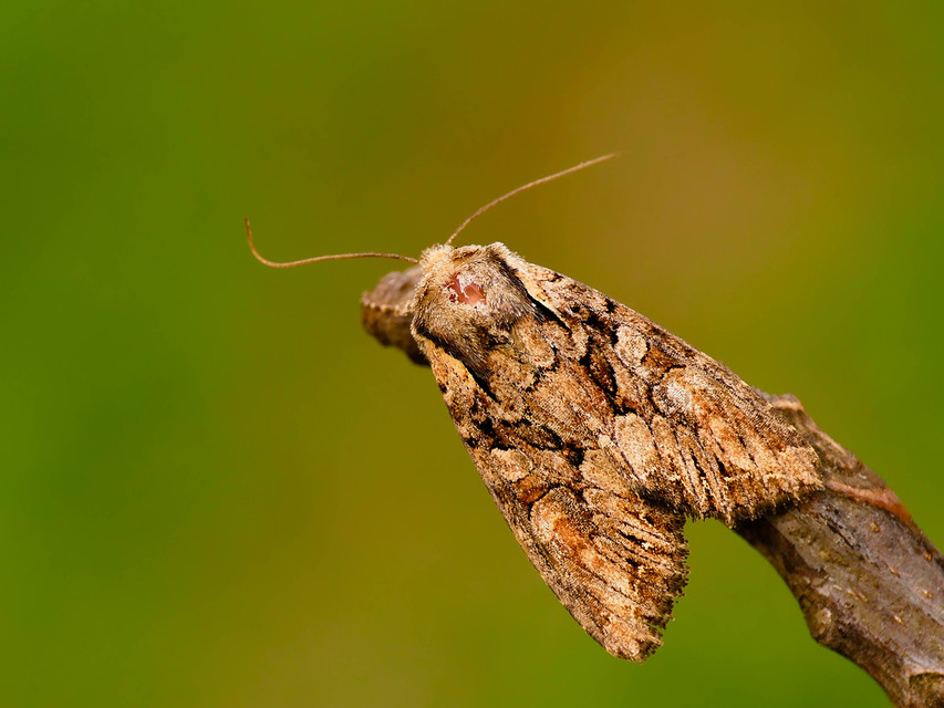 Lacanobia thalassina - borbolya-kertibagoly
