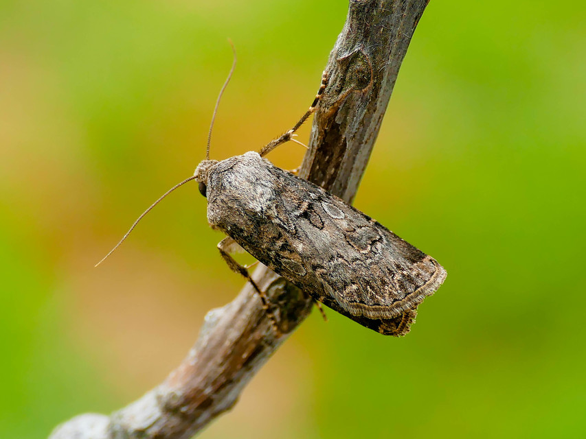Agrotis bigramma - kétjegyű földibagoly