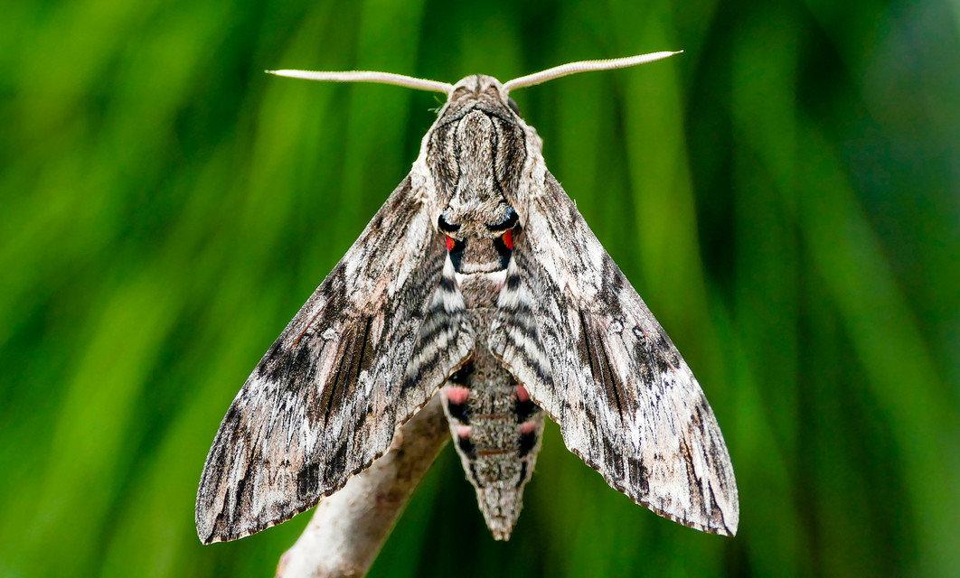 Agrius convolvuli - szulákszender