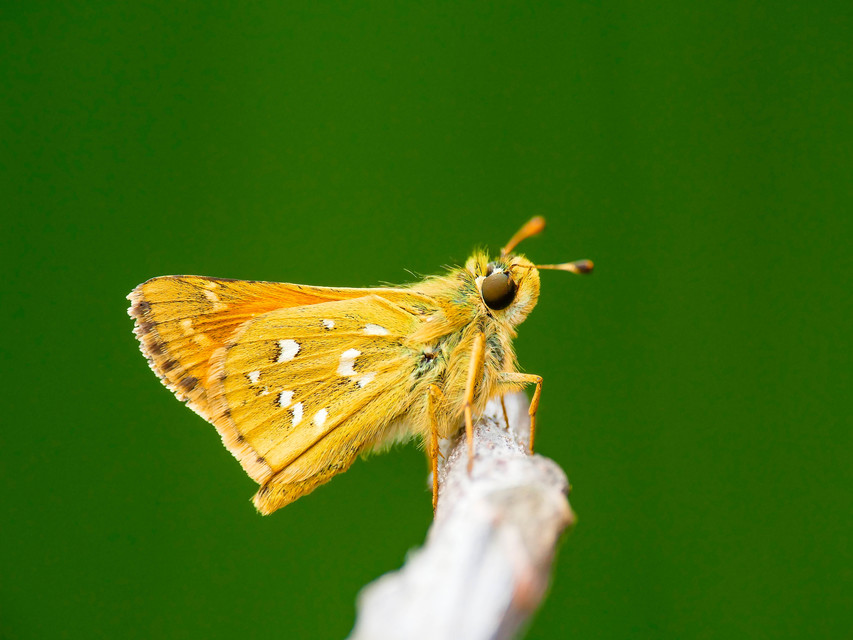 Hesperia comma - vesszős busalepke