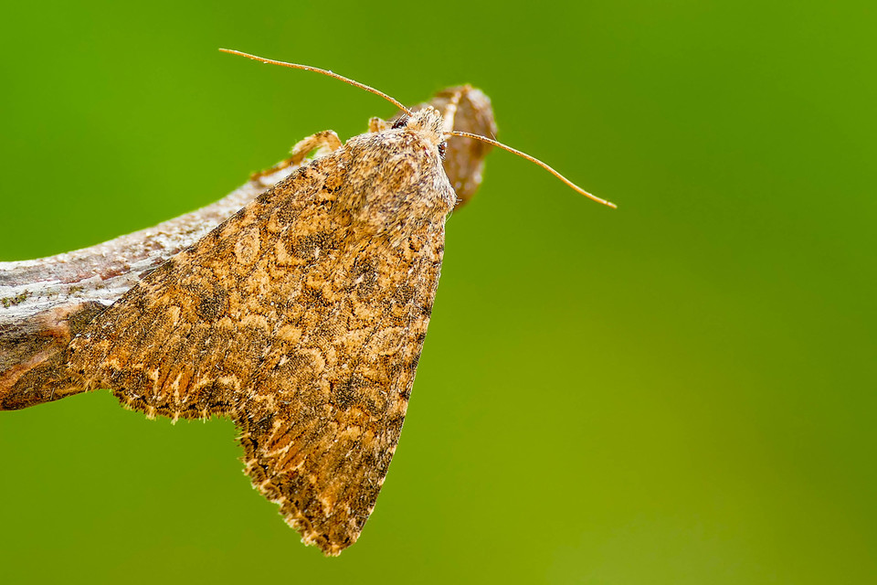 Hadula trifolii - lóherebagoly