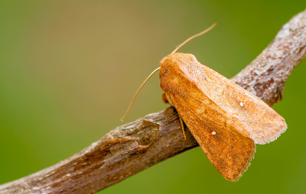 Mythimna albipuncta - fehérpettyes rétibagoly