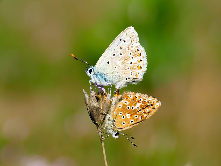 Polyommatus coridon - ezüstkék boglárka