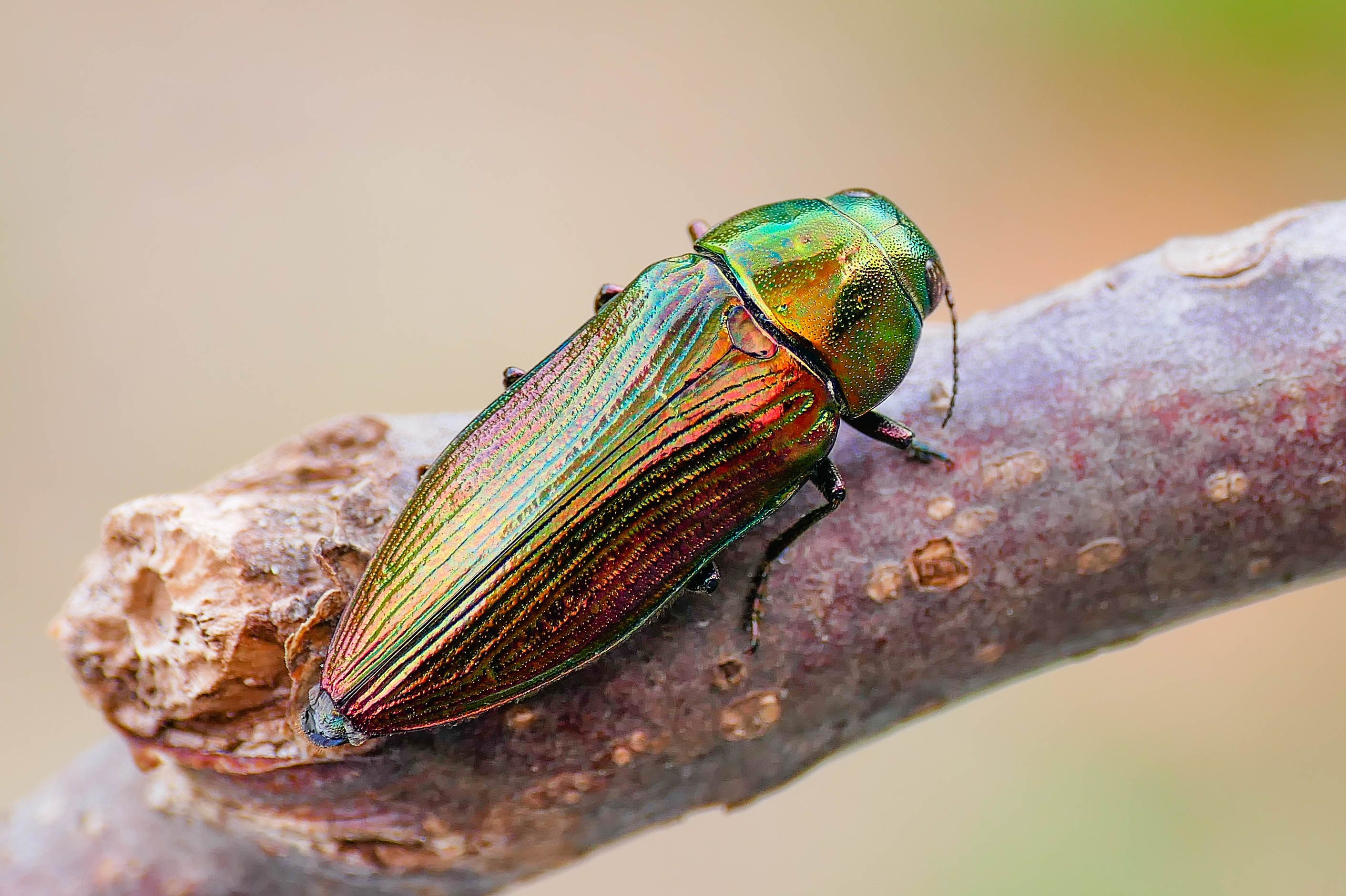Eurythyrea austriaca - osztrák díszbogár