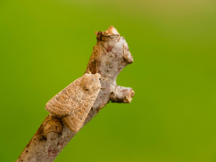 Hoplodrina superstes - ritka selymesbagoly