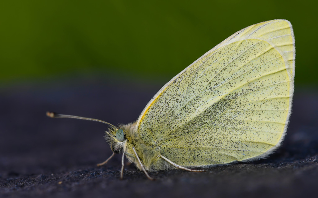 Pieris rapae - répalepke