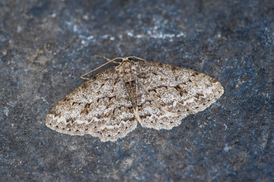 Ectropis crepuscularia - avararaszoló