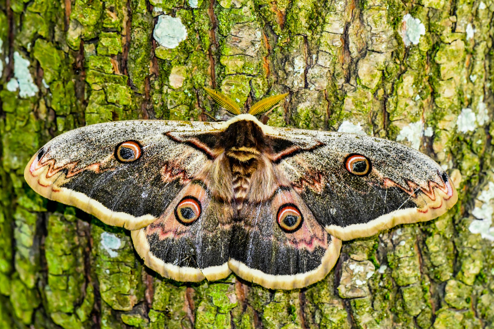 Saturnia pyri - nagy pávaszem