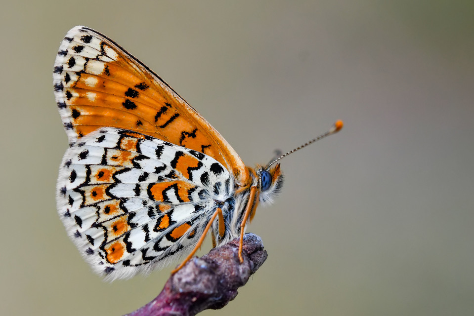 Melitaea cinxia - réti tarkalepke
