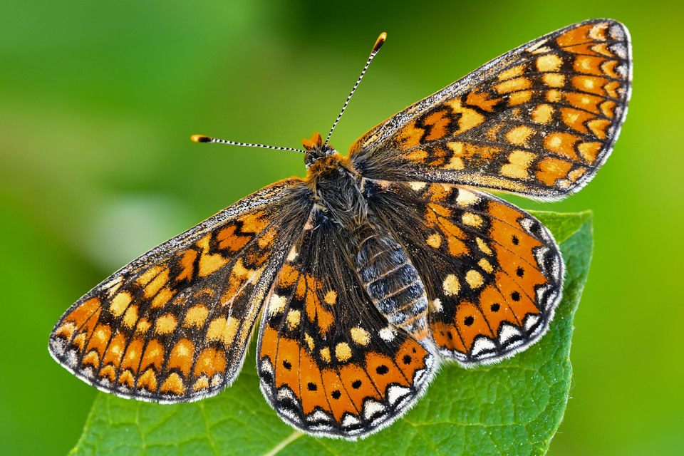 Euphydryas aurinia - lápi tarkalepke