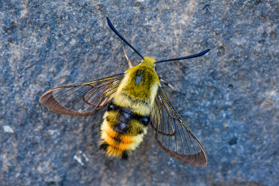 Hemaris tityus - pöszörszender