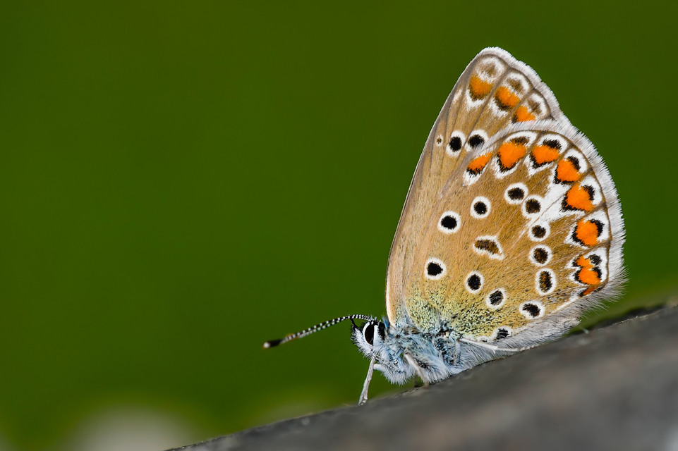 Polyommatus icarus - közönséges boglárka