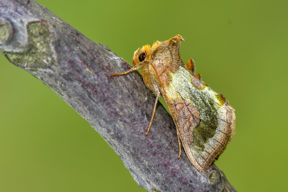 Diachrysia stenochrysis - rejtőző aranybagoly