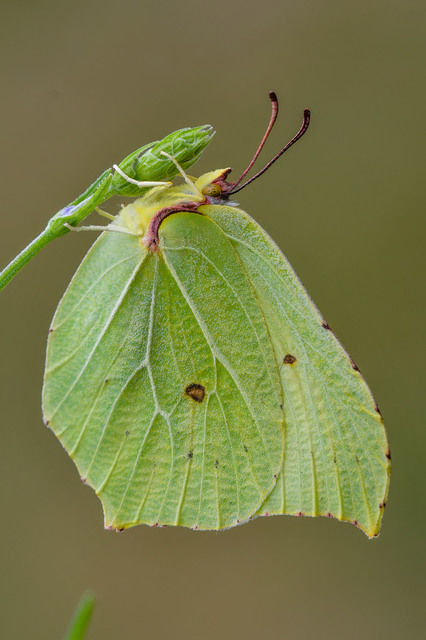 Gonepteryx rhamni - citromlepke