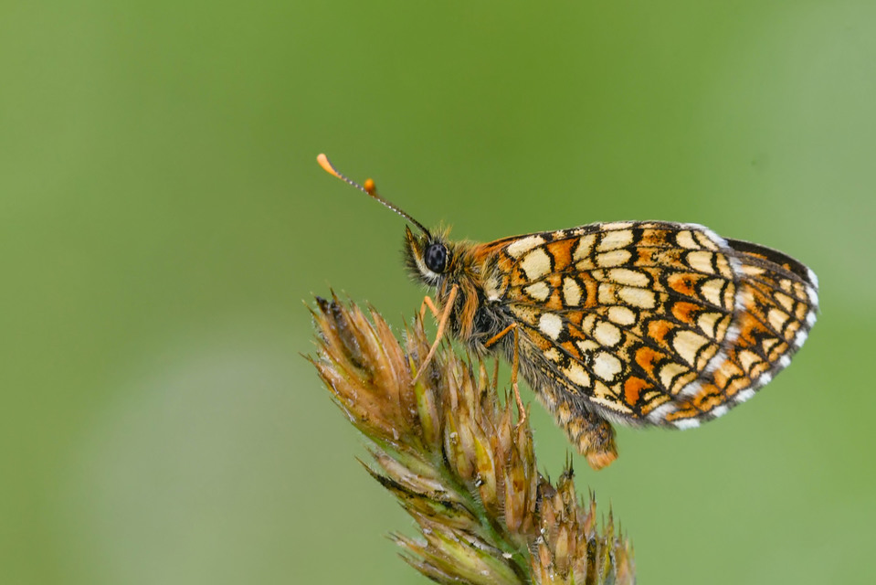 Melitaea aurelia - recés tarkalepke