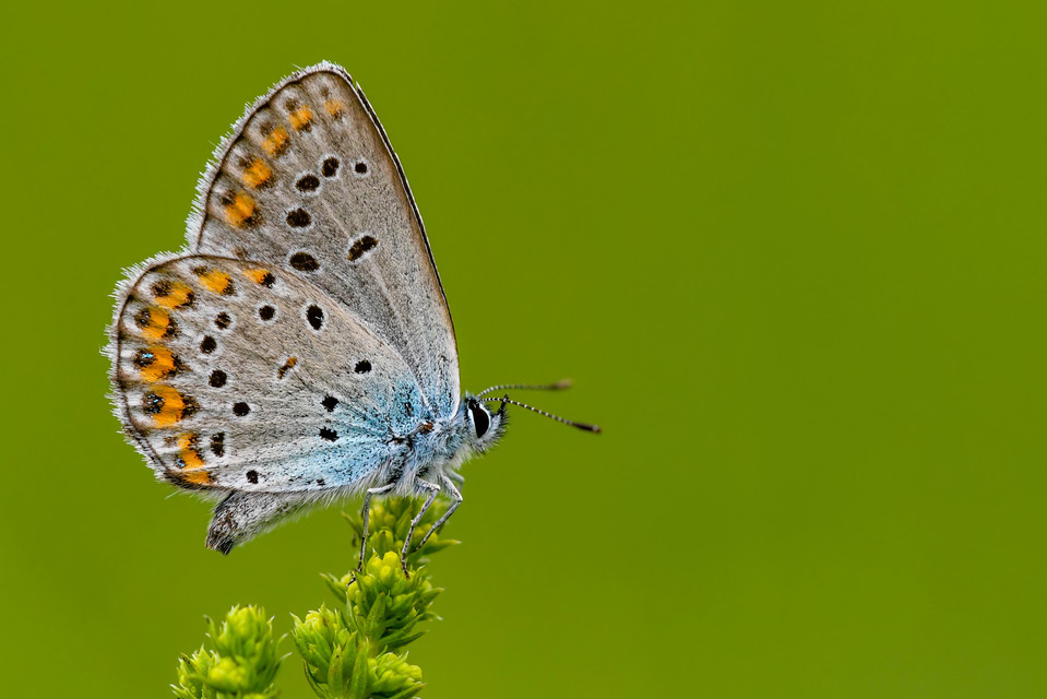 Plebejus argyrognomon - tintakék boglárka