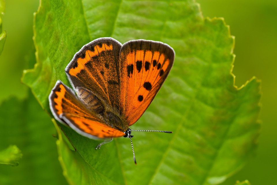 Lycaena dispar rutilus - nagy tűzlepke