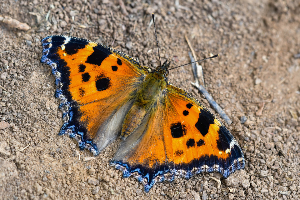 Nymphalis xanthomelas - vörös rókalepke