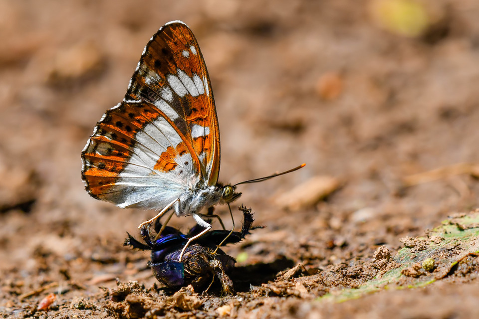 Limenitis camilla - kis lonclepke