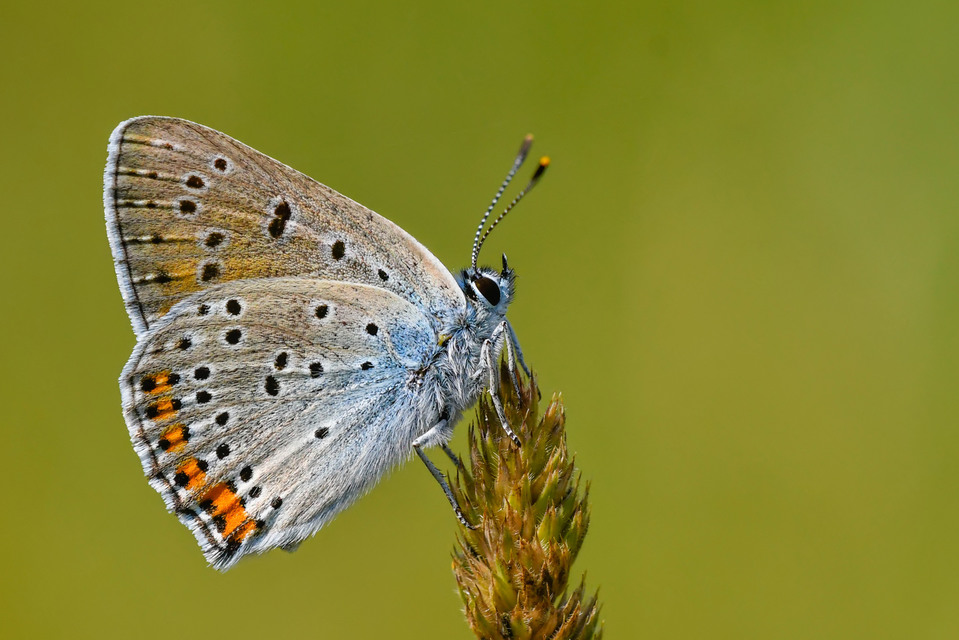 Lycaena alciphron - ibolyás tűzlepke