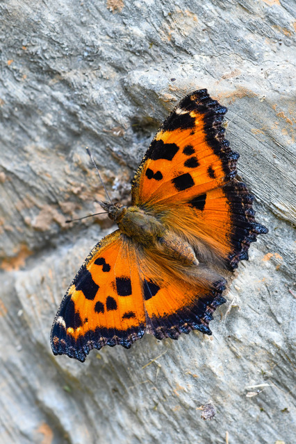 Nymphalis xanthomelas - vörös rókalepke