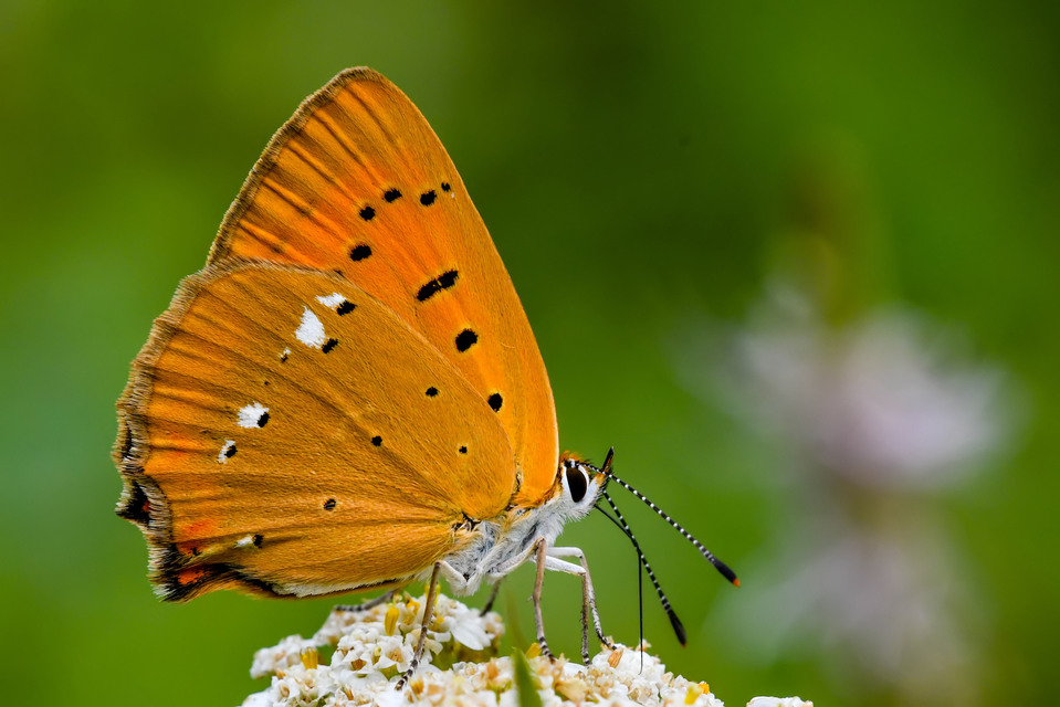 Lycaena virgaureae - arany-tűzlepke