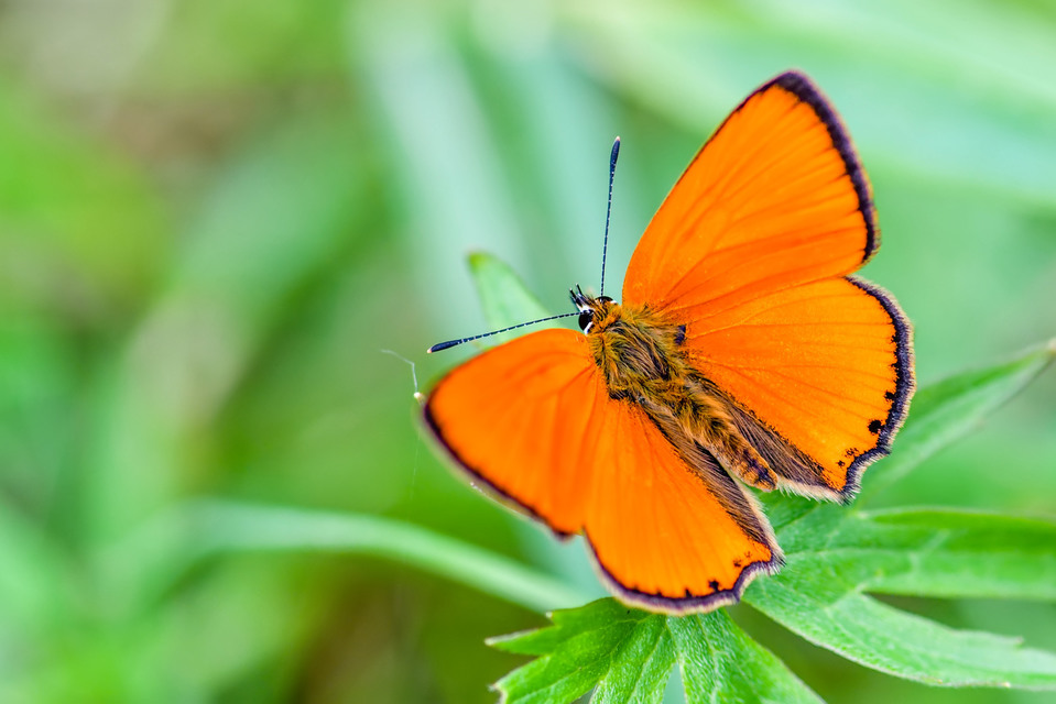 Lycaena virgaureae - arany-tűzlepke