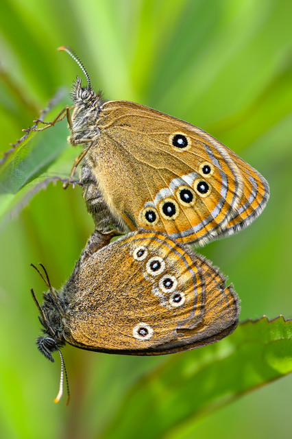 Coenonympha oedippus - ezüstsávos szénalepke